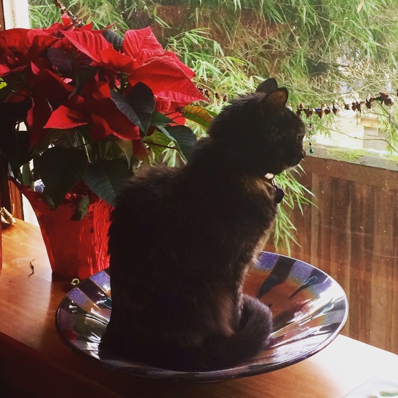 {Me!} the 🐱 behind the 👕👚❤️ - Picture 2 of 2